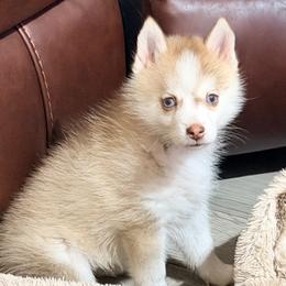 Kahula chocolate female - Chocolate female Pomsky puppy in Enid, Oklahoma from Mile Hi Pomskies