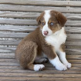 Boy 3 - Australian Shepherd puppy in Blum, Texas from 4P Poteet Farms