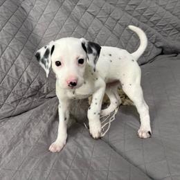 Cinnamon - White and black male Dalmatian puppy in Des Moines, Iowa from Spot Splattered Dalmatians