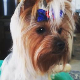 Maddie - Yorkshire Terrier