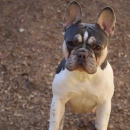 Roxy - French Bulldog