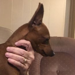 Jet - Miniature Pinscher