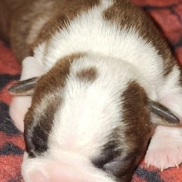 Boston Terriers, Dachshunds, and Pugs from Mauzey's Bostons
