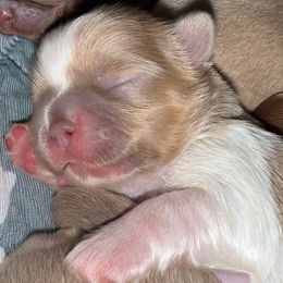 Salem - Lilac male Shih Tzu puppy in Birmingham, Alabama from Lavender Lane Tzus