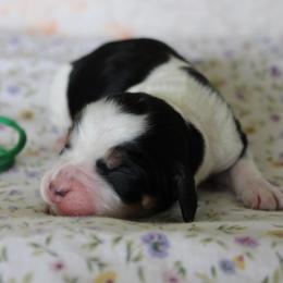 River - Tri-Roan male English Springer Spaniel puppy in Winfield, Tennessee from Murphy Farms and Springers