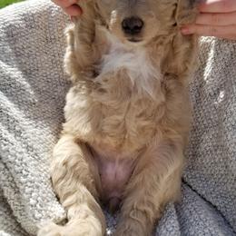 Bernedoodle and Goldendoodle Puppies from Cookies and Cream Doodles