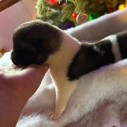 Eddie - Red male Akita puppy in Lebanon, Virginia from Majestic Valley Farms