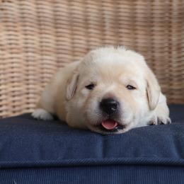Labrador Retriever Puppies from Pride Rock Labradors