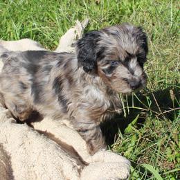 Aspen- CKC- F1 Mini AussieDoodle- Stokesdale, NC - Blue merle male Aussiedoodle puppy in Stokesdale, North Carolina from His and Hers Poodles and Doodles