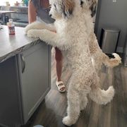Newfoundlands, Newfypoos, Saint Berdoodles, and Saint Bernards from Blue Heart Kennel