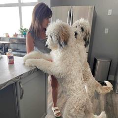 Newfoundlands, Newfypoos, Saint Berdoodles, and Saint Bernards from Blue Heart Kennel