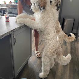 Newfoundlands, Newfypoos, Saint Berdoodles, and Saint Bernards from Blue Heart Kennel