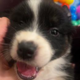 Wallen (Otamatone) - Black tri-color male Australian Shepherd puppy in Bennett, Colorado from Alolan Angel Aussies