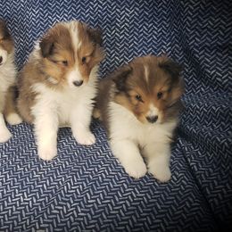 Shetland Sheepdog Puppies from Sheri Harris's Shetland Sheepdogs