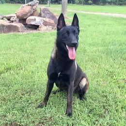 Belgian Malinois All Grown Up from Mally’s Malinois