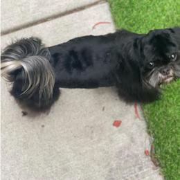 Shih Tzu puppies from CRUZ Canines's Shih Tzus