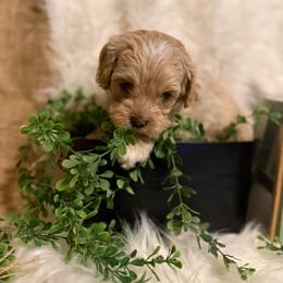 Toby-Cavapoo - Cream male Cavapoo puppy in Atoka, Oklahoma from Boggy Depot Cavaliers & Friends