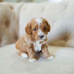 Aussiedoodle, Cockapoo, Miniature Australian Shepherd, and Poodle Puppies from Benson’s Red River Aussies