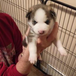 Siberian Husky Puppies from Johnson huskies