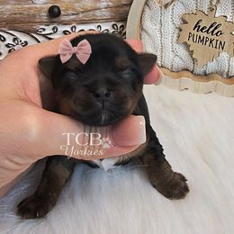 Ember - Black and tan female Yorkshire Terrier puppy in Greenwood County, South Carolina from TCB Yorkies