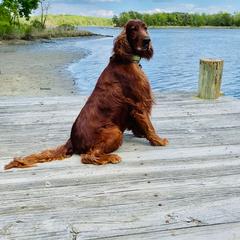 Irish Setter All Grown Up from Rumraisin Irish Setters