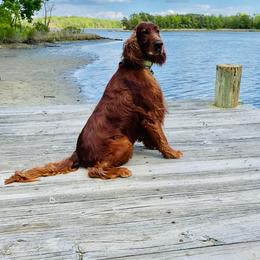 Irish Setter All Grown Up from Rumraisin Irish Setters