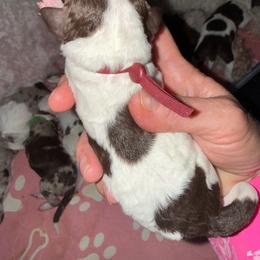 Maroon - Brown and white female Bernedoodle puppy in Curtice, Ohio from The Pink Doghouse