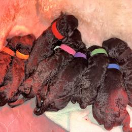 Penny - Brown Collar - Black female Poodle puppy in Eugene, Oregon from Mount Zion Kennels