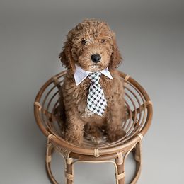 Boy 3 - Red  Poodle puppy in Jasper, Alabama from Standard Poodles and Doodles of Alabama