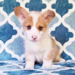 American Corgi and Pembroke Welsh Corgi Puppies from Whimsical Treasure Corgis