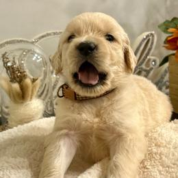 Captain - Light golden male Golden Retriever puppy in Doniphan, Missouri from Stockford’s Golden Retrievers