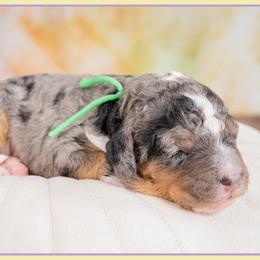 Boy 4 - male Bernedoodle puppy in Connersville, Indiana from Deaz Doodle Ranch