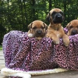 Rhodesian Ridgeback Puppies from Lyonnese Rhodesian Ridgebacks