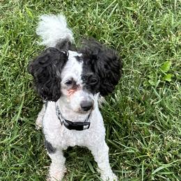 Ellie - Poodle