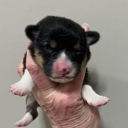 EP 2 - Black and tan male Pembroke Welsh Corgi puppy in Stockton, Iowa from Infinity Corgis