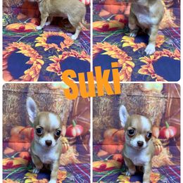 Suki - Chocolate sabled fawn female Chihuahua puppy in Palmyra, Indiana from Country Star Chihuahuas