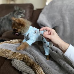 Pomeranian Puppies from Highlander Pomeranians