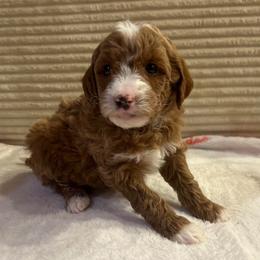Kevin - Cream male Goldendoodle puppy in Payson, Utah from Country Sky Doodles