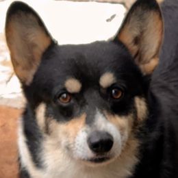 Elliott - Pembroke Welsh Corgi