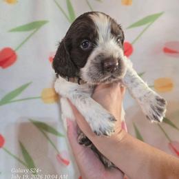 Boy 6 OLIVE - Liver white and tan male English Springer Spaniel puppy in Saginaw, Michigan from Kemerer Springers