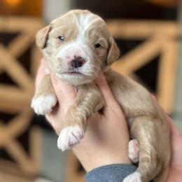 Ember - Apricot male Goldendoodle puppy in Wharton, Texas from Little Fur Friends