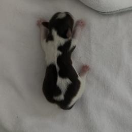 Diablo AKC - Chocolate, tan and white male Yorkshire Terrier puppy in Labelle, Florida from Chocolate and Parti Yorkies in Florida