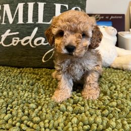 Poodle and Yorkshire Terrier Puppies from Keystone Poodles