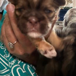 Kaiya - Liver female Shih Tzu puppy in Manahawkin, New Jersey from Lilly’s Seashore Shih Tzus