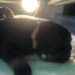 Pug puppies from J&B Pugs