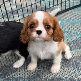 Girl 4 - Blenheim female Cavalier King Charles Spaniel puppy in Spring Hill, Florida from Stardom Chihuahuas & CKCS