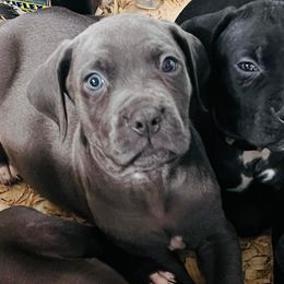 Cane Corso Puppies from Venom Cane Corsos