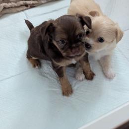 Brandy - Black sabled fawn female Chihuahua puppy in Waycross, Georgia from OakView Farm Chihuahuas FB