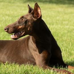 Red Girl - Red and rust female Doberman Pinscher puppy in Centralia, Missouri from TopSpots Farm