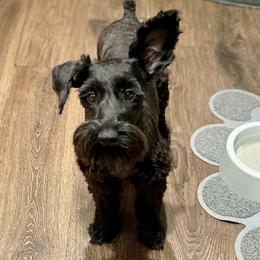 Harper Renae - Miniature Schnauzer